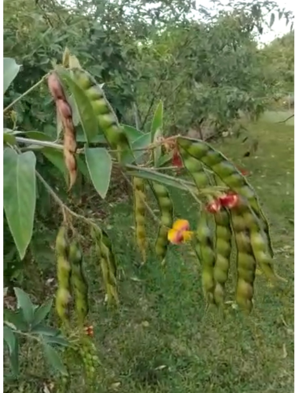125 Semillas de Gandules Enanos (Pigean peas seeds) 100% Orgánico de Puerto Rico